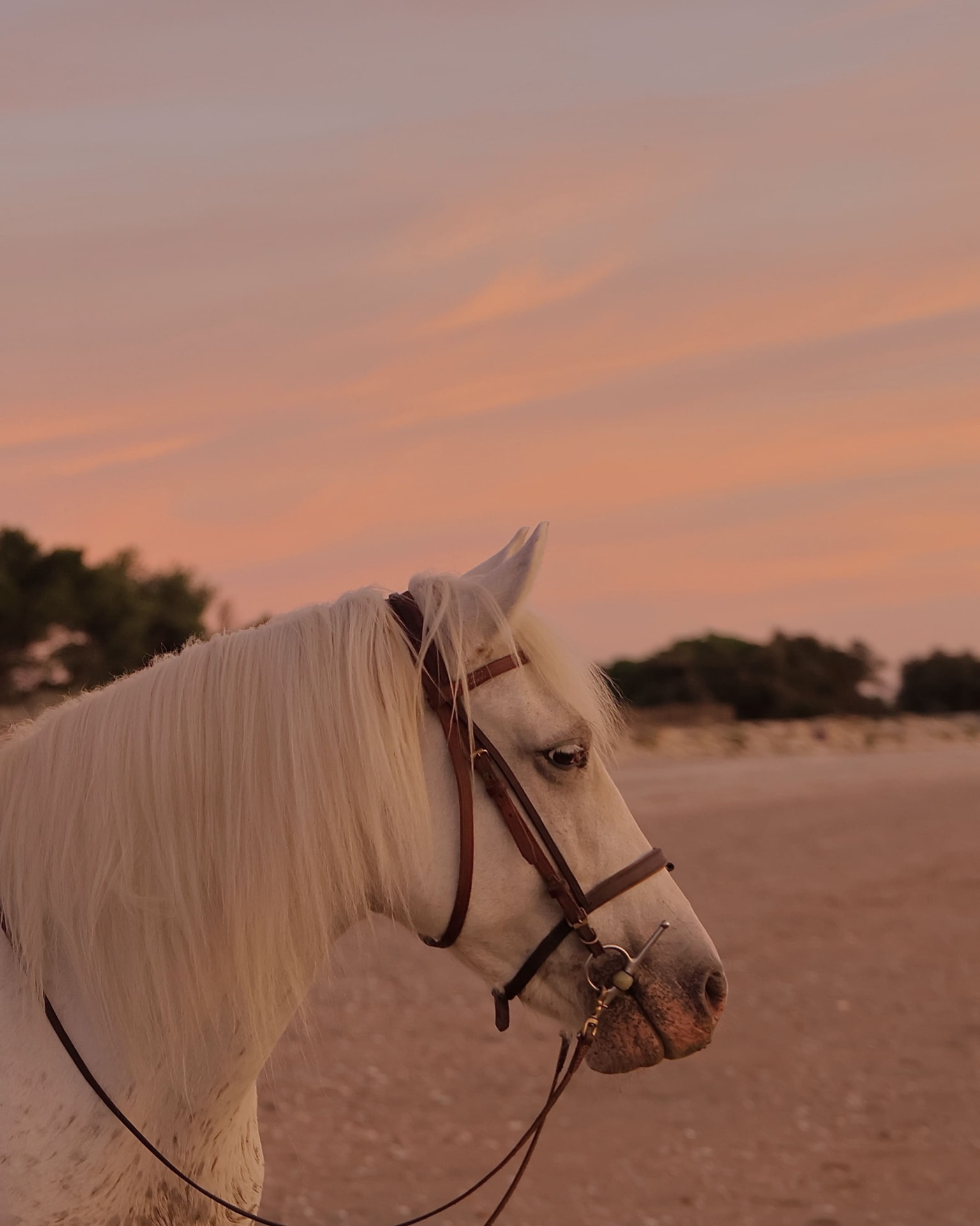 Gros plan d'un cheval blanc sur la plage, ciel rose au coucher du soleil