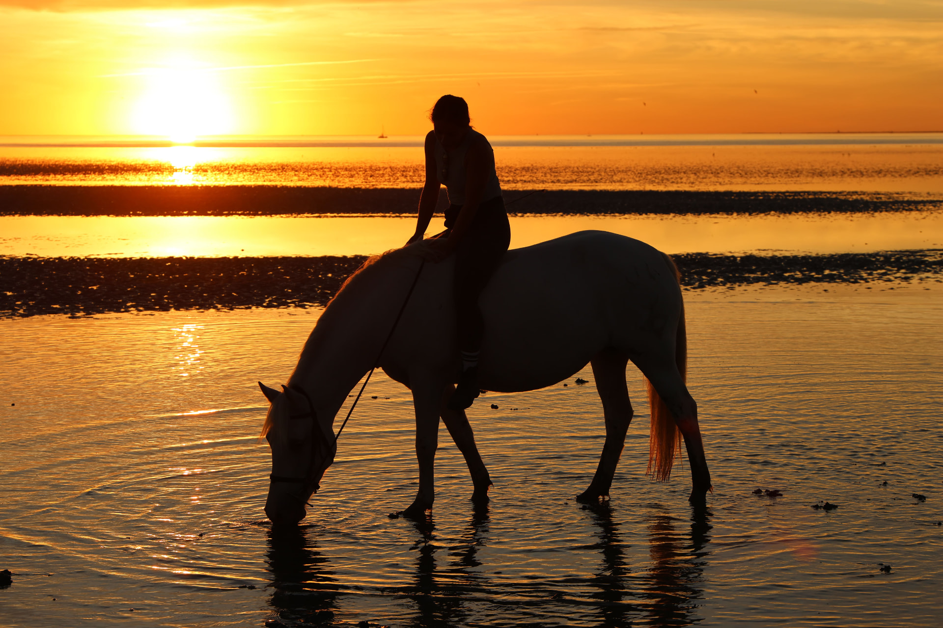 Silhouette d'une cavalière et de son cheval blanc buvant dans l'eau, lumière dorée du soir
